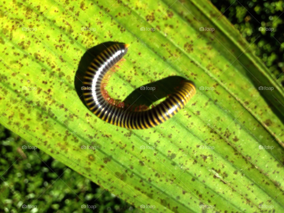 outdoors pattern photography leaf by jmsilva59