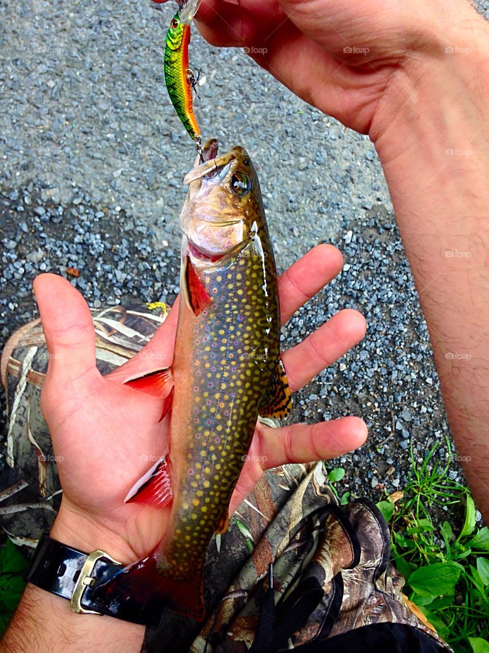 Beautiful, baby, native brook trout 🎣