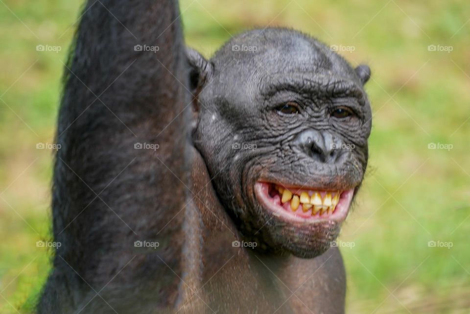 Happy Lad- This Bonobo has learned that baring of teeth (which is absolutely forbidden with baboons) is a good thing to do with humans.  Pretty convincing smile.