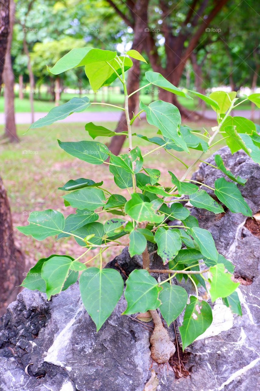 The tree formed on the crack of a large rock.