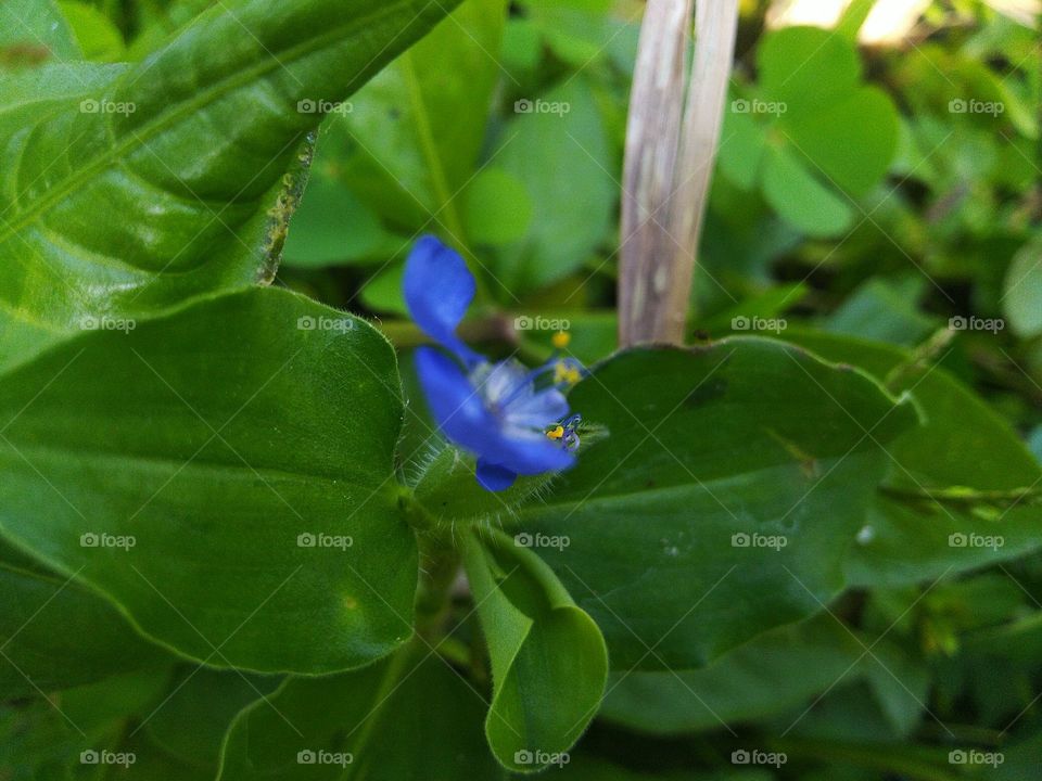 Gewor flowers or grass are weeds that are commonly found in rice fields and are also often used as vegetables or salad