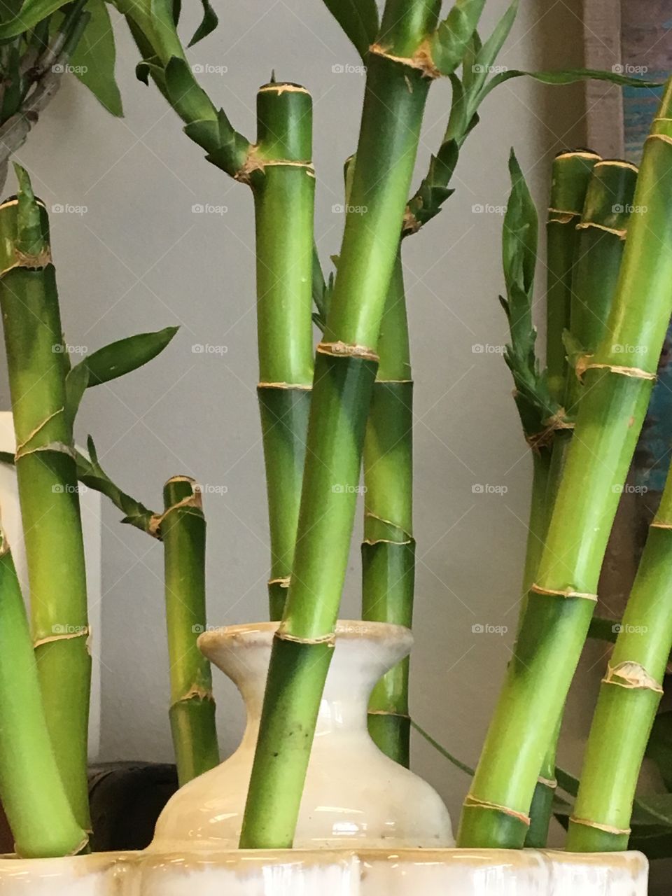Bamboo 