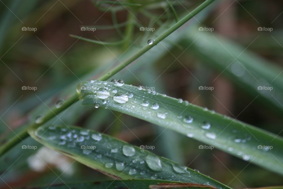 Dew Drops