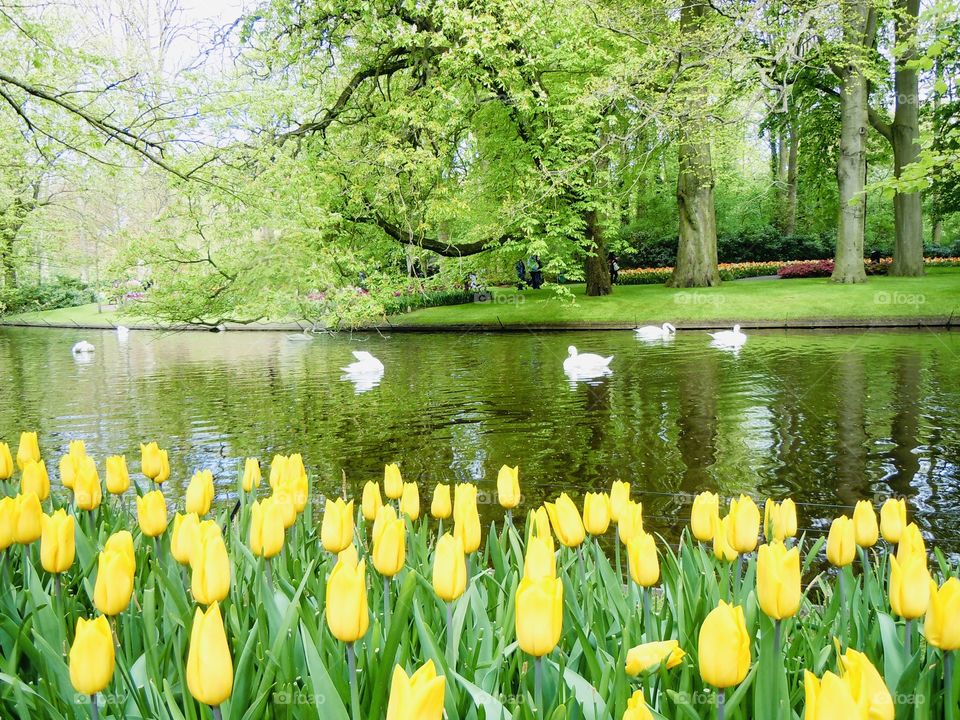 Yellow Tulips by the lake