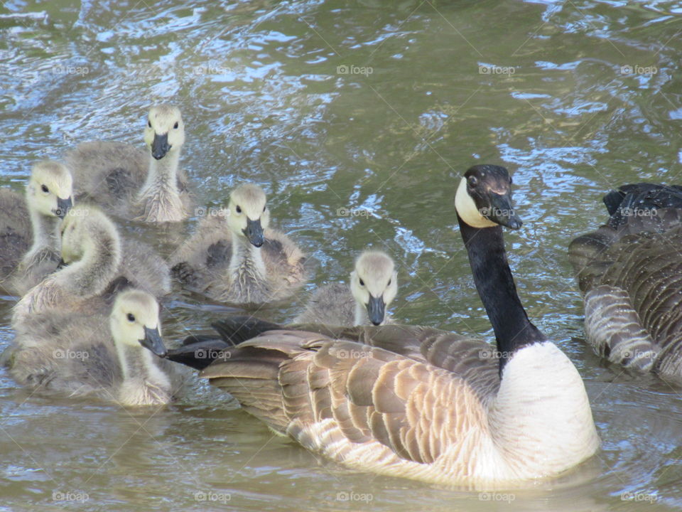 Close-Up of Goslings and Geese floating along the river. Early summer in the pacific northwest. 