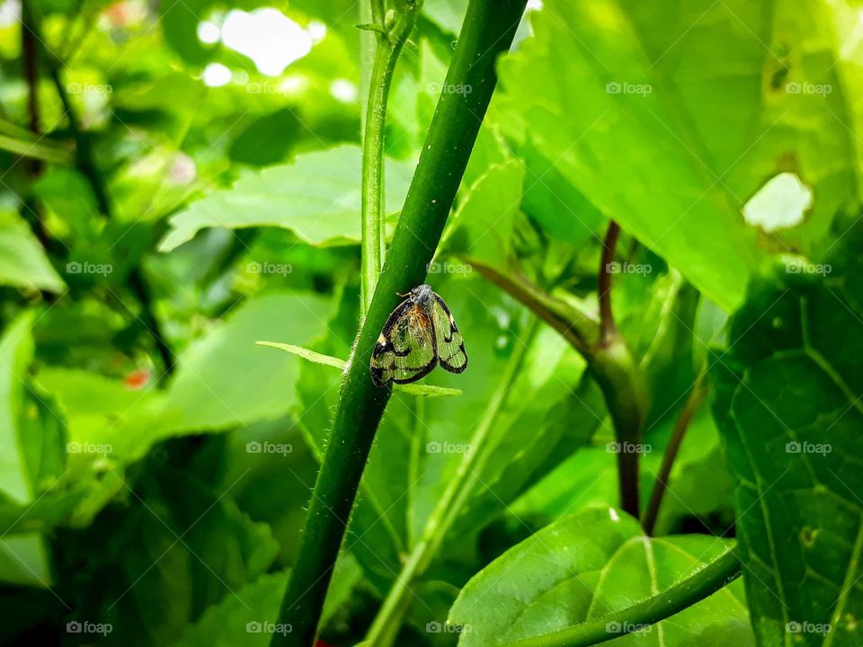 Insects and species of India