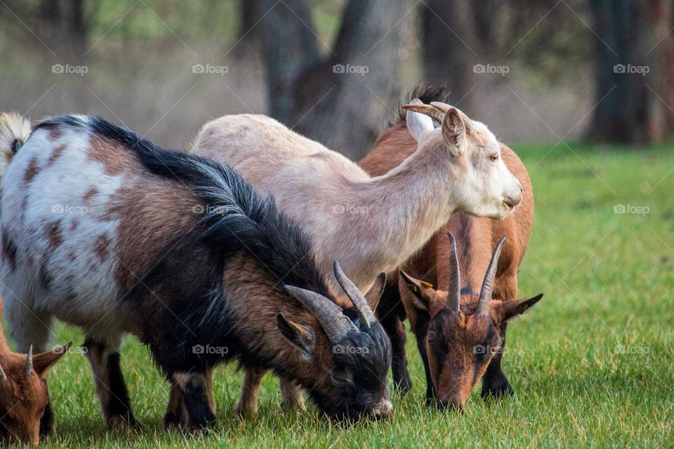 Grazing goats