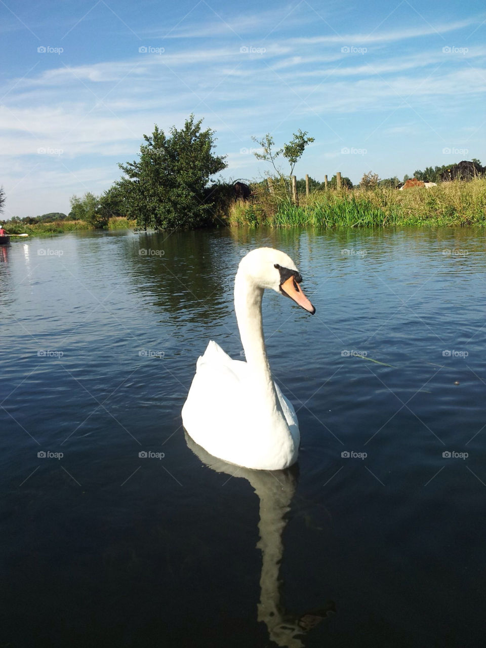 dedham swan river reflection by Degsi