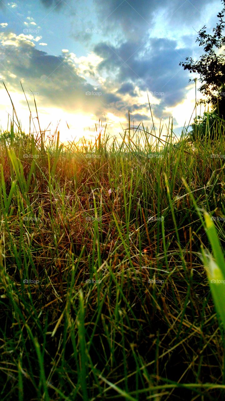 Sunset through the grass. this is the sunset through the grass in North Jersey