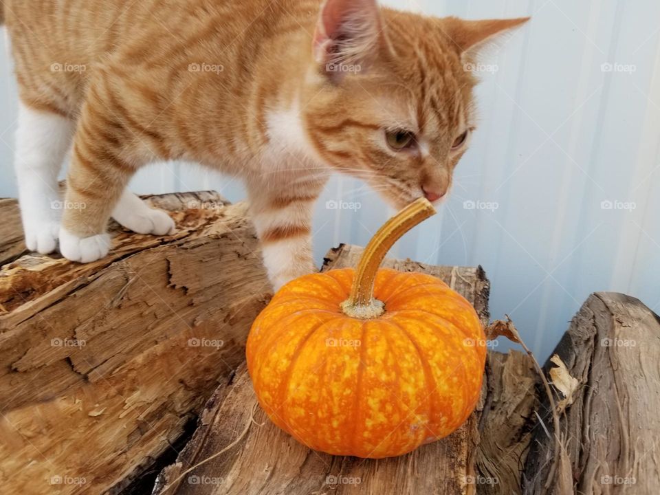 Orange Tabby Cat smelling a small pumpkin