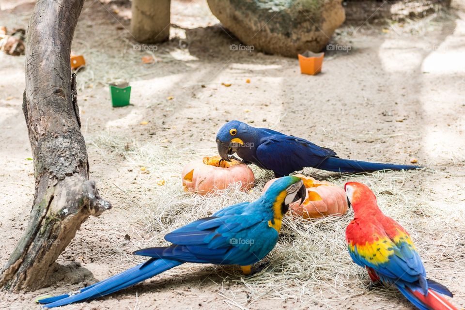 Macaw in the Bird Park - Foz do Iguaçu Brazil