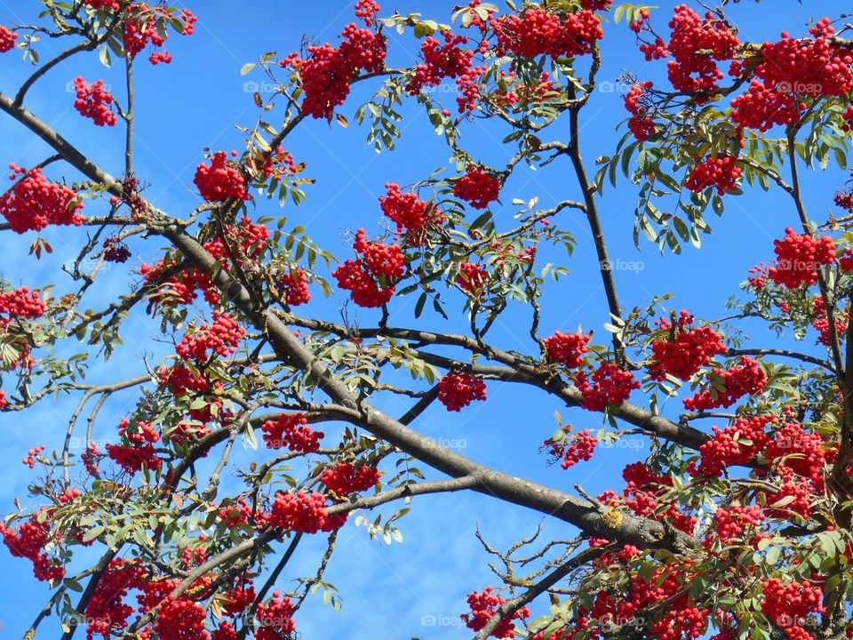 Tree, Branch, Nature, Flower, Flora