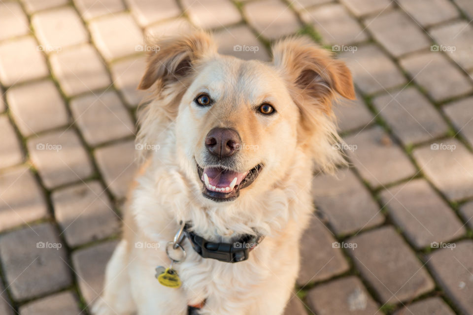 Retrato de perra feliz que sonríe a la cámara mientras espera una chuche. Es muy guapa y bella con sus orejas peludas