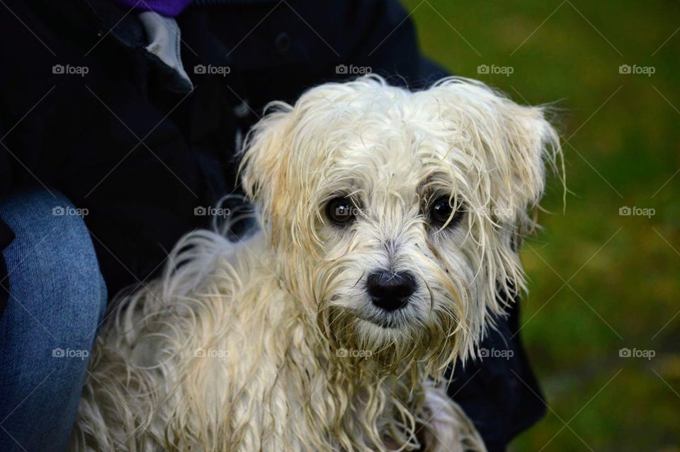 My maltese puppy Molly in the rain