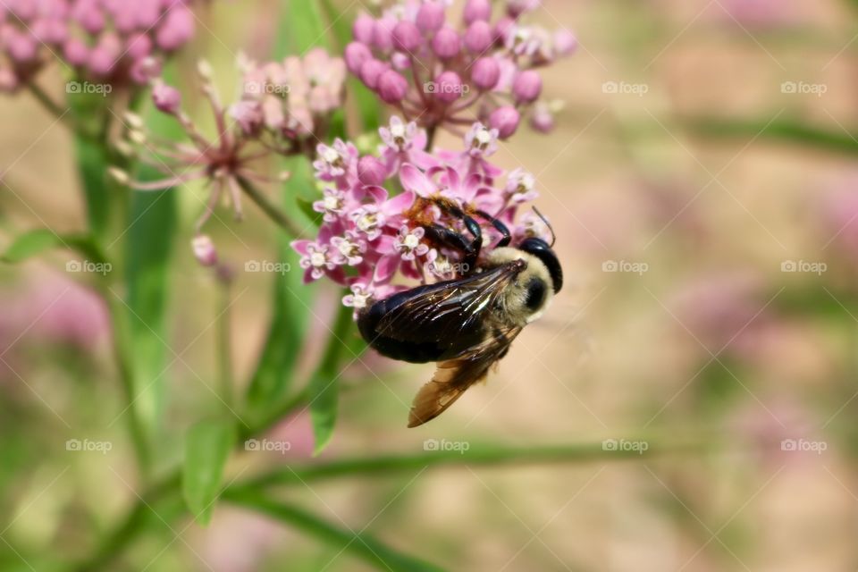 Bumble on milkweed 