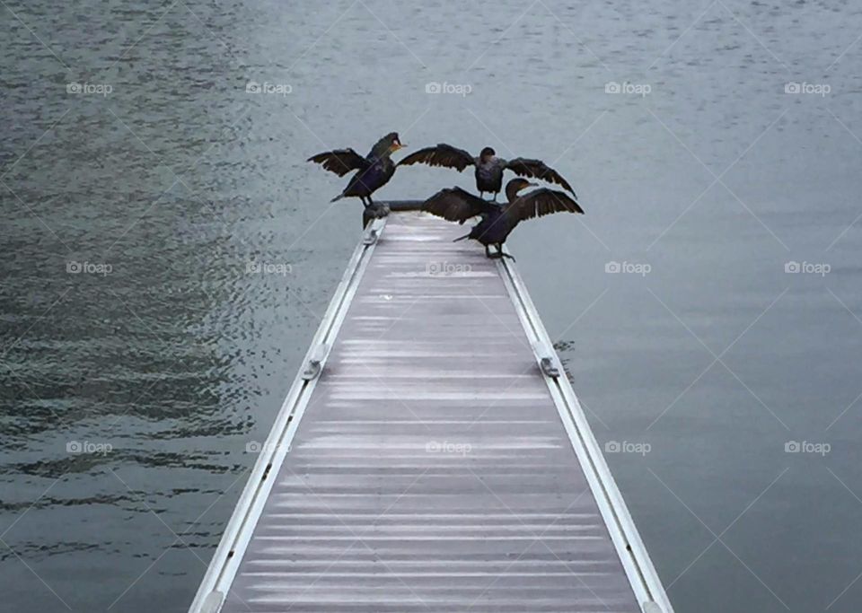 Three birds drying their wings at the end of a boat ramp
