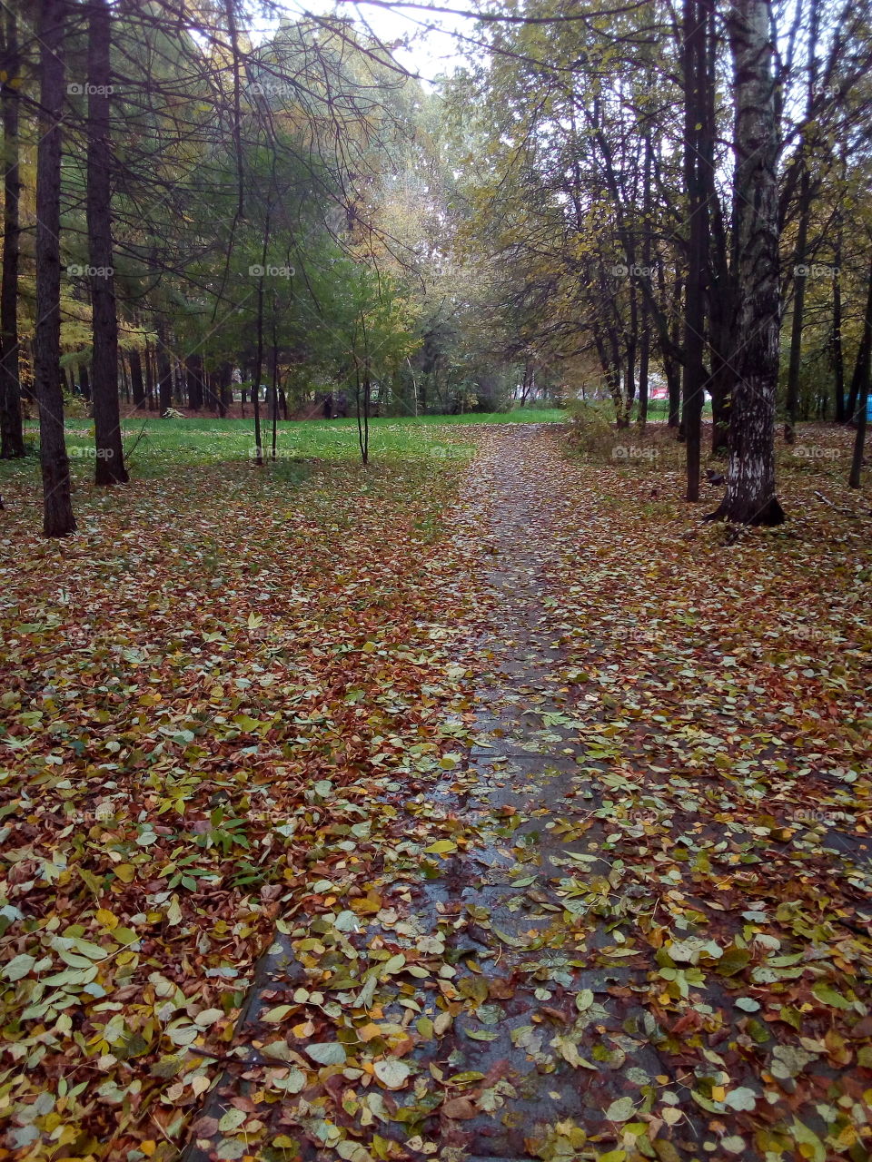 A path in the park, covered with fallen leaves.