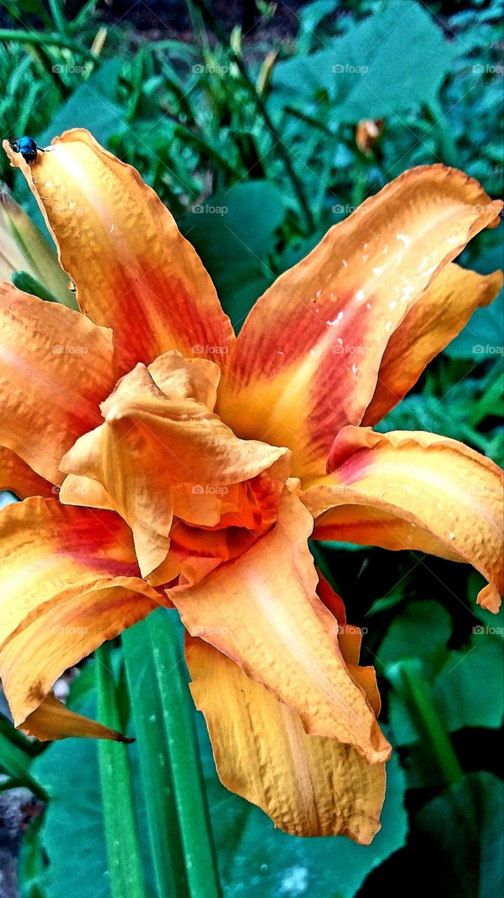 daylilies still heavy with raindrops