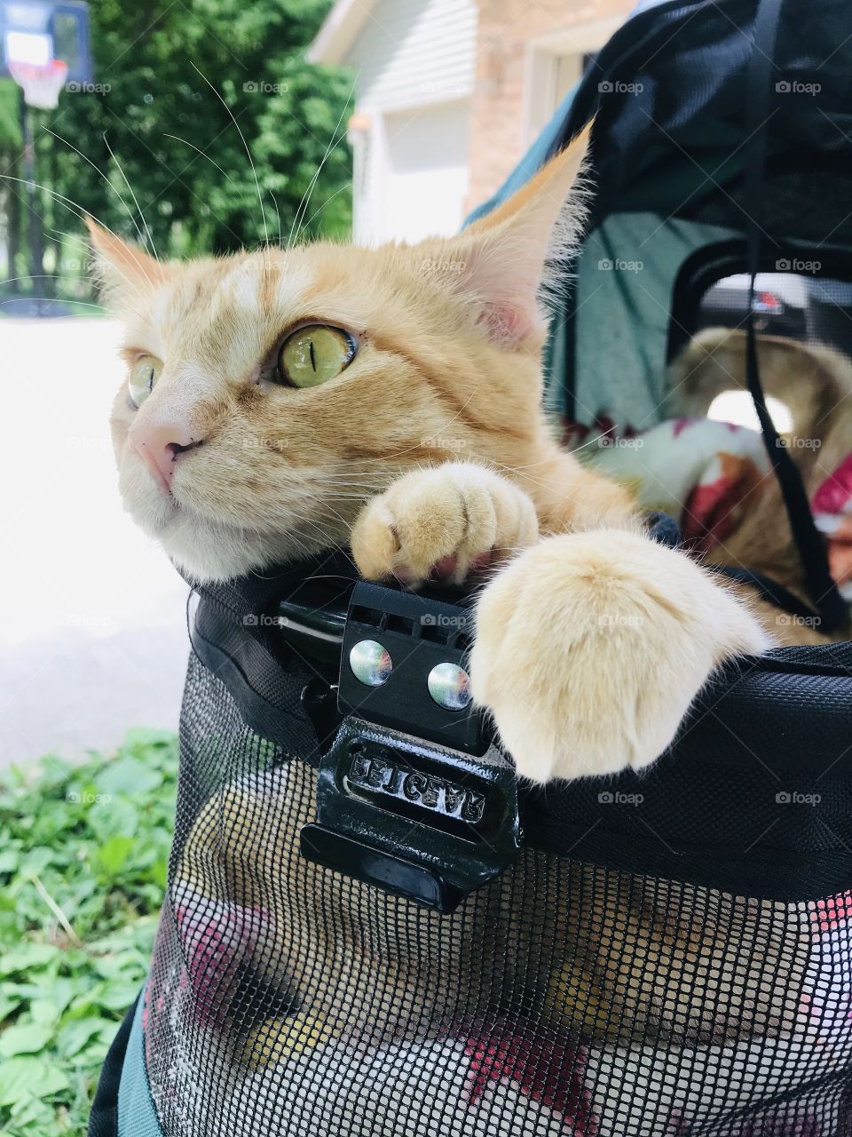 Darling orange tabby cat sitting in his stroller enjoying looking up in a nearby tree! 