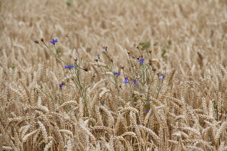 Cornflower and the wheat . Cyanus segetum 