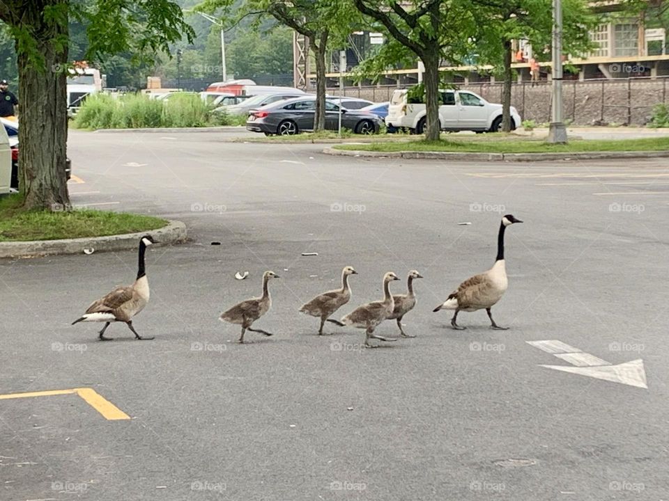 Mom duck and ducklings 