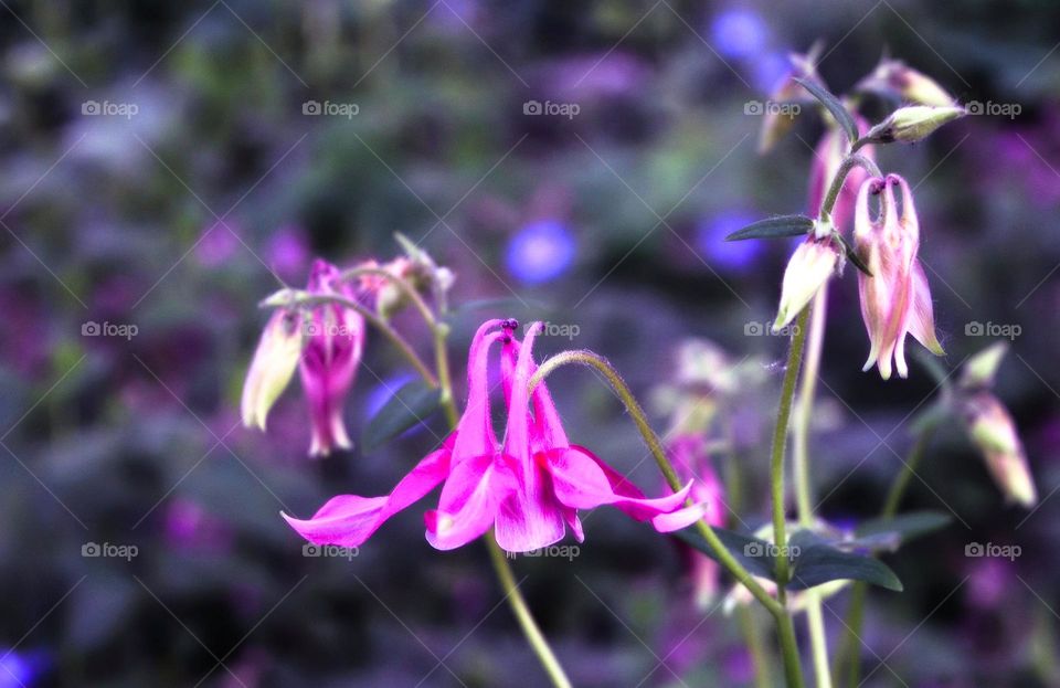 The beauty of flowers