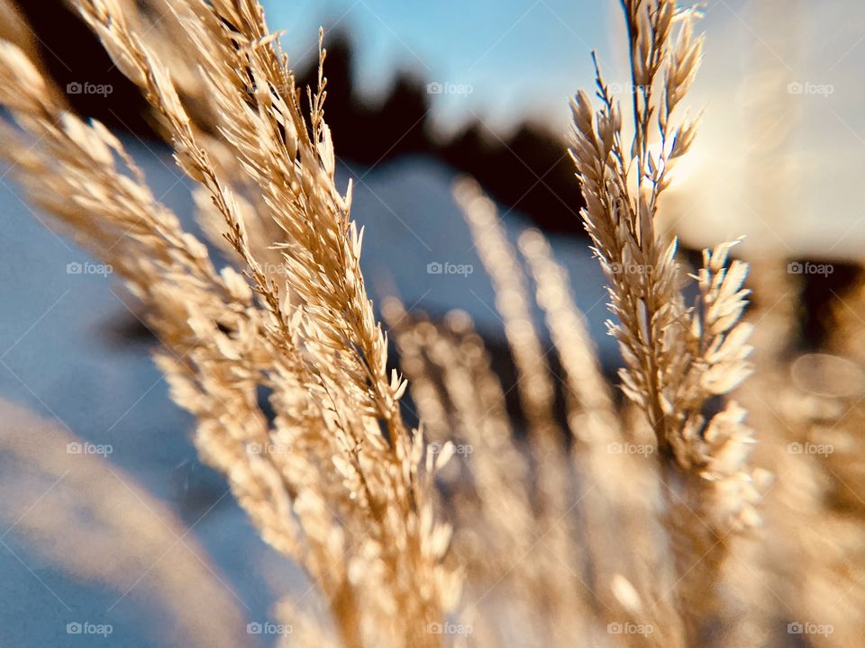 Wheat Beauties 