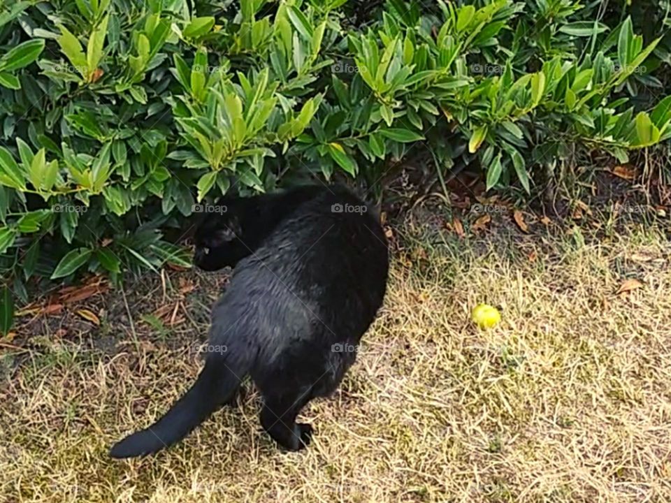 Cat || Pet Cat || Cat walking