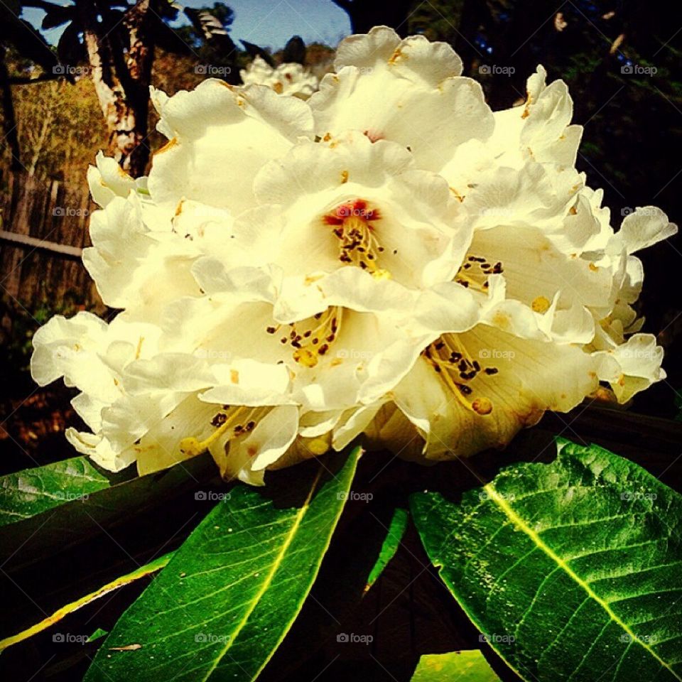 Pretty Flowers