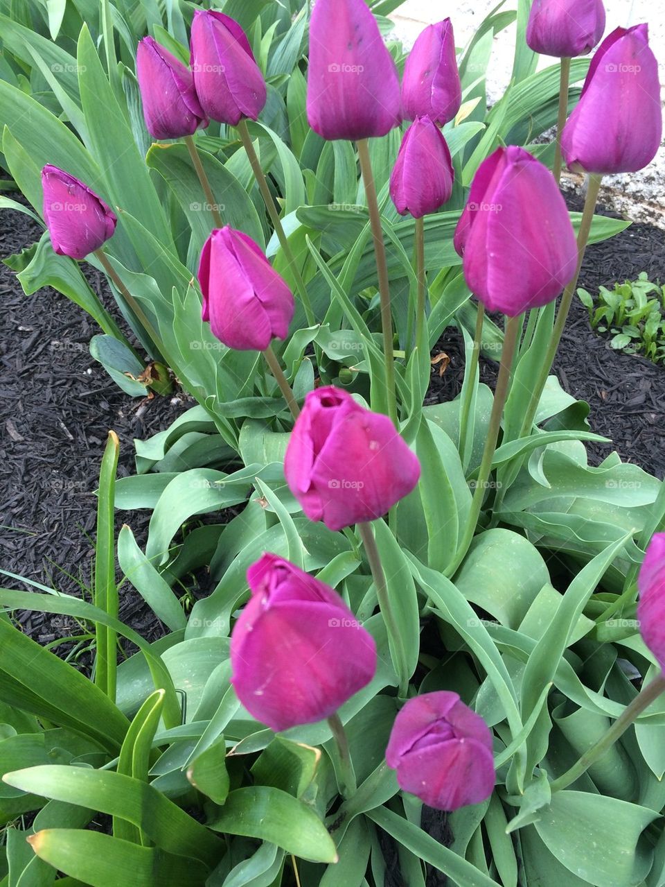 Tulip