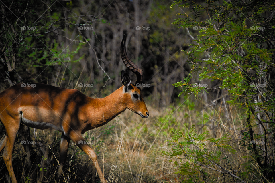 Antelope side portrait