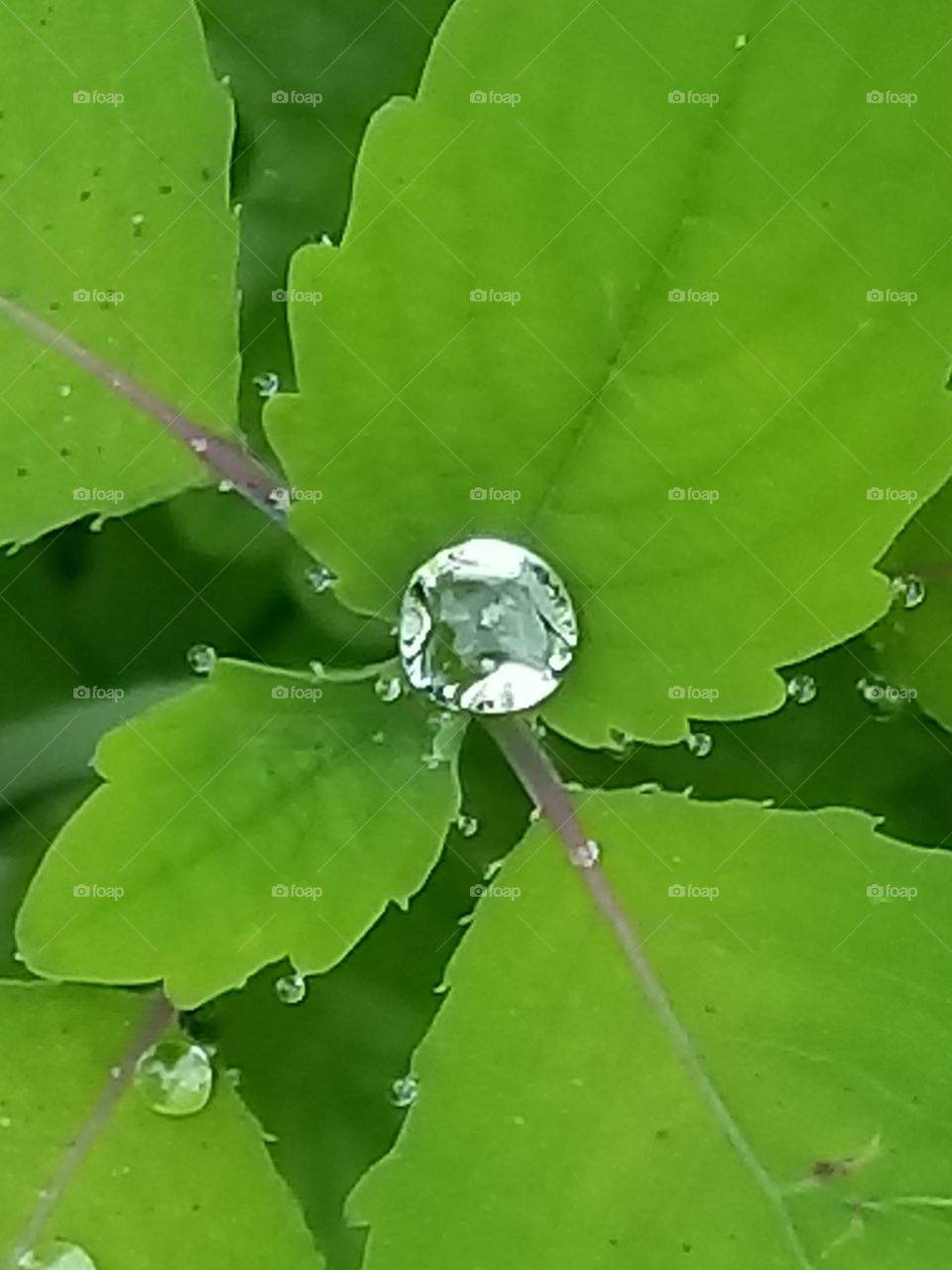 Mother Nature left this glimmering diamond raindrop for all to see.