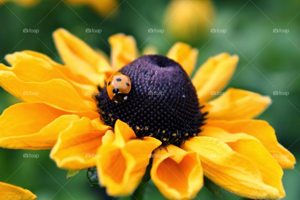 Ladybug