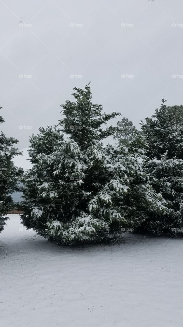 Winter, Tree, Snow, Landscape, Weather