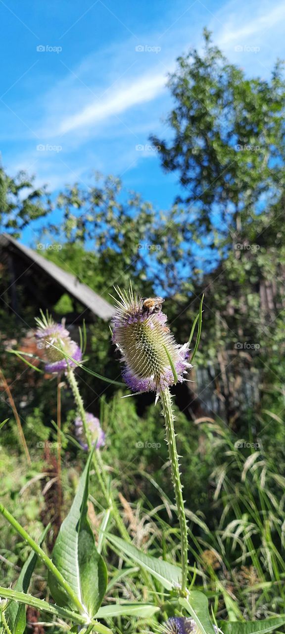 working bees on a blooming thistle