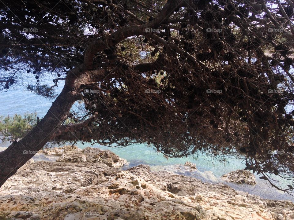Pine tree. Pine tree on a shore. Croatia, Pula