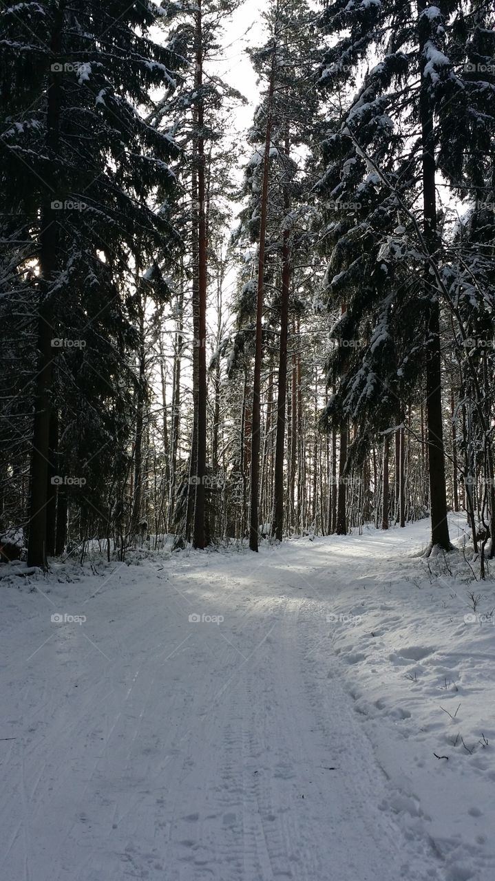 Finnish Forest