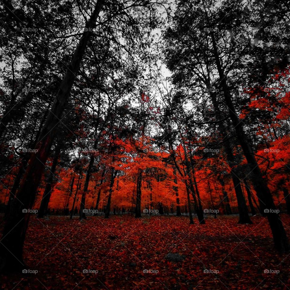 Autumn trees in forest