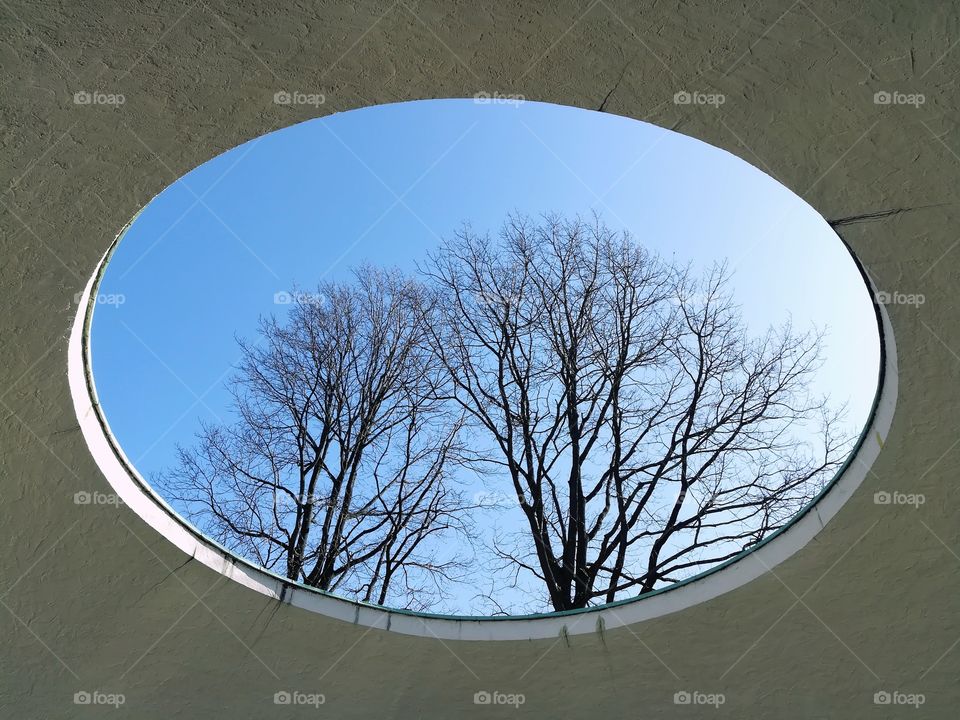 Trees seen through a window