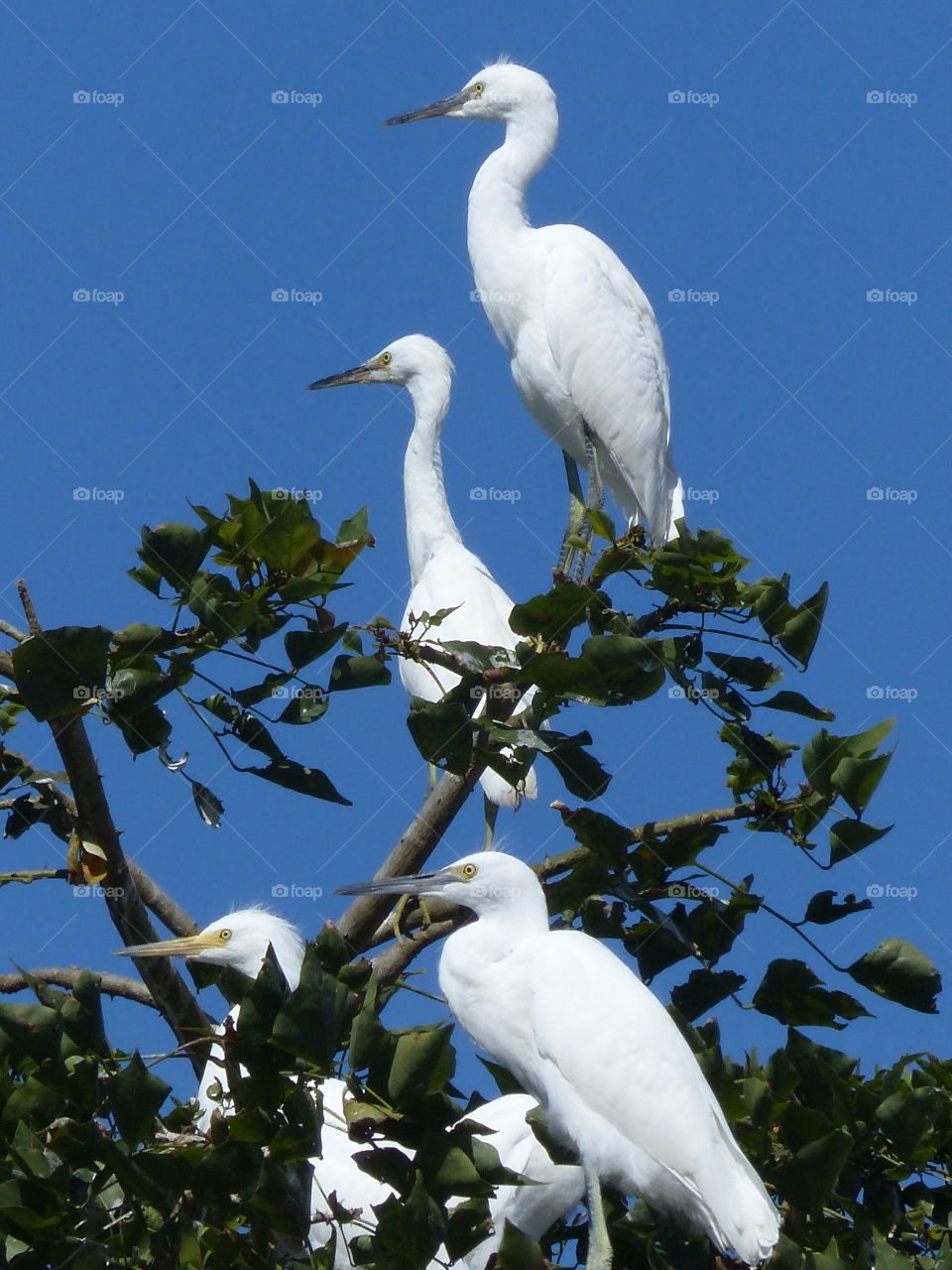 Egrets in a tree