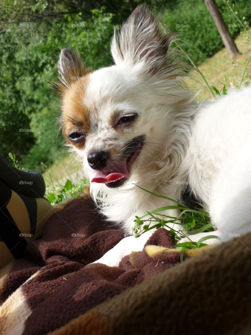 A cute small smiling dog at the park