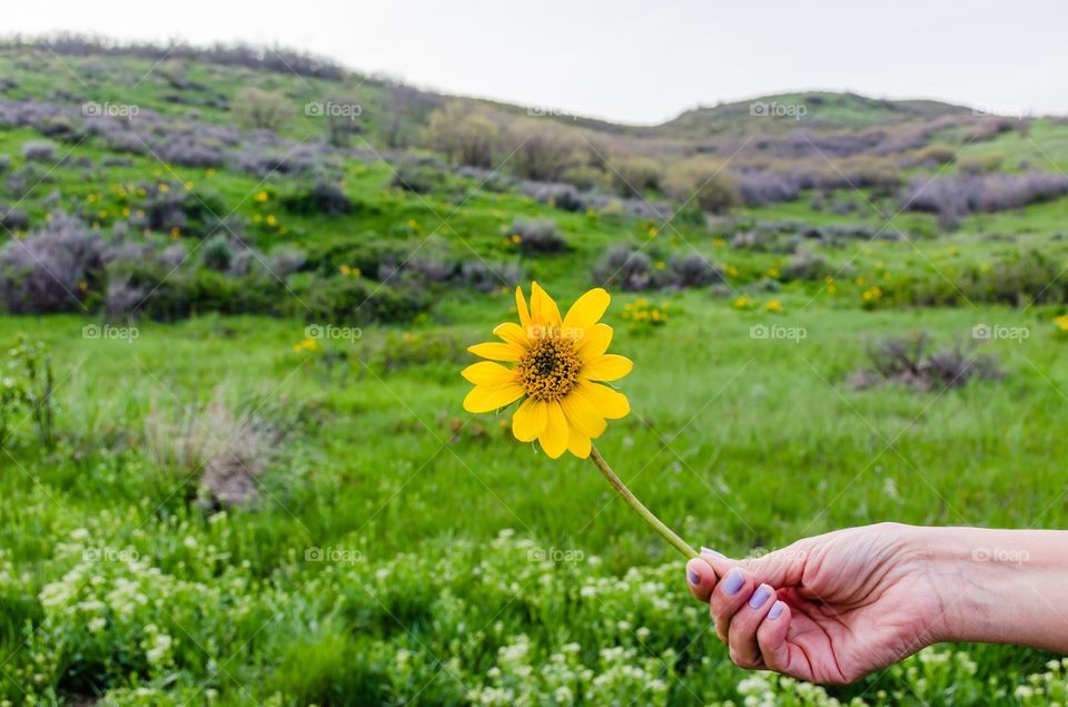 Flower