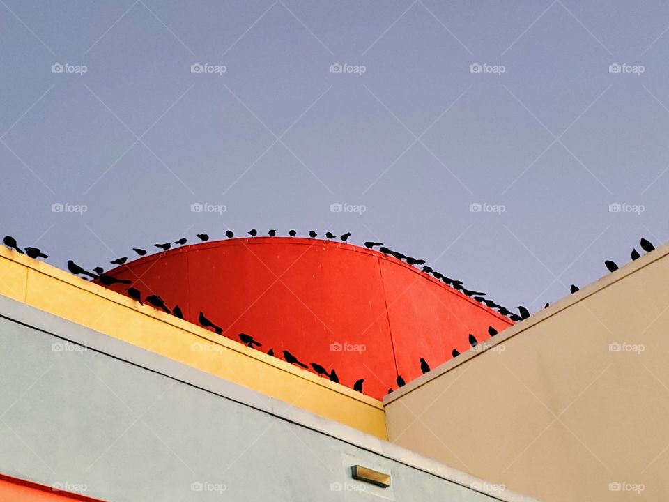 Migrating grackles resting on a colorful pastel red, yellow,  beige and gray building with a blue sky in the background