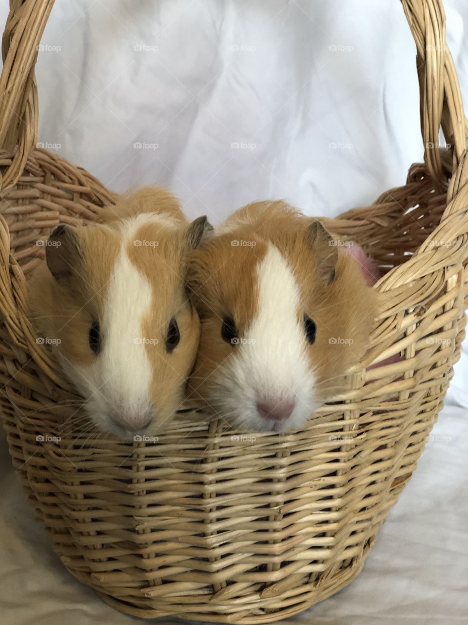 Two guinea pig sisters