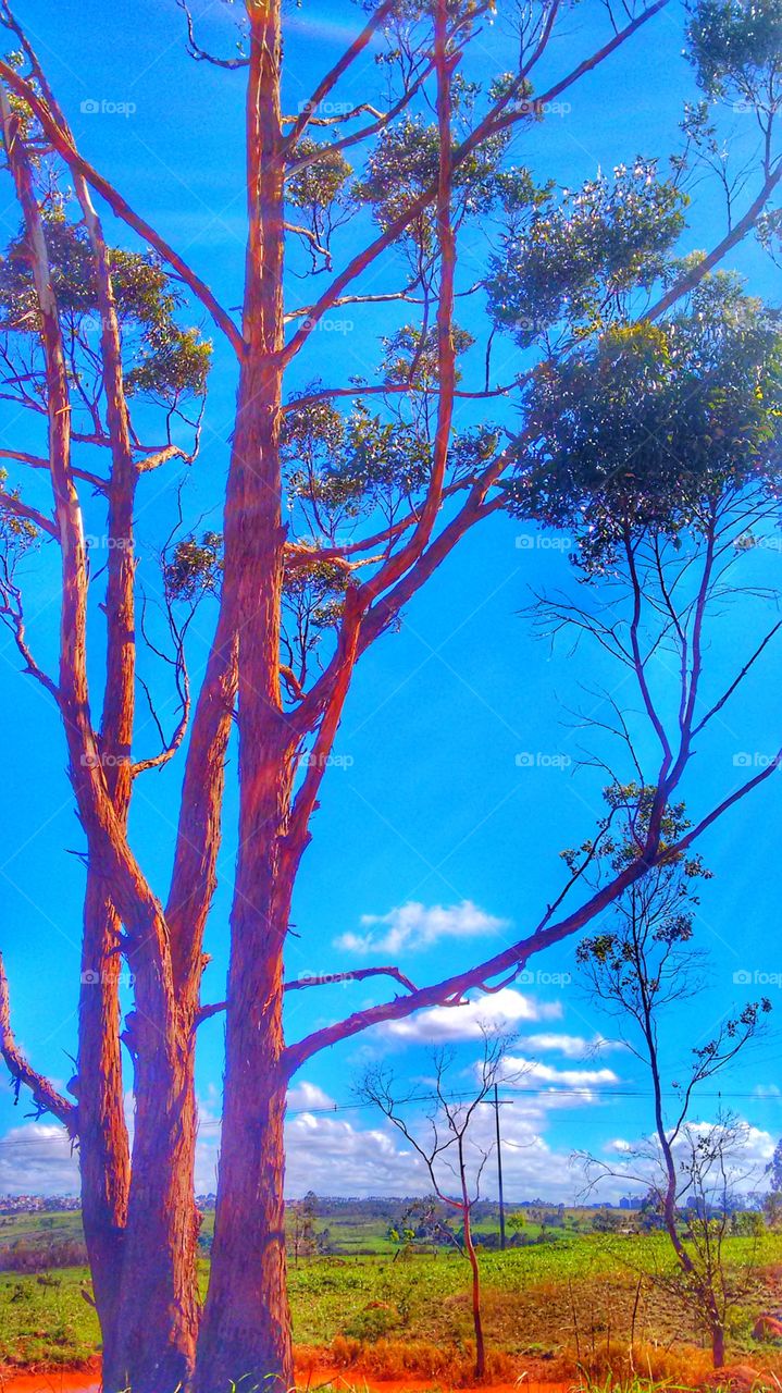 árvore céu azul