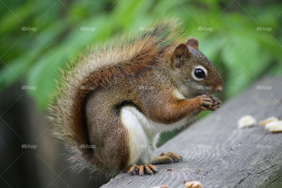 Cute red squirrel is eating a nut