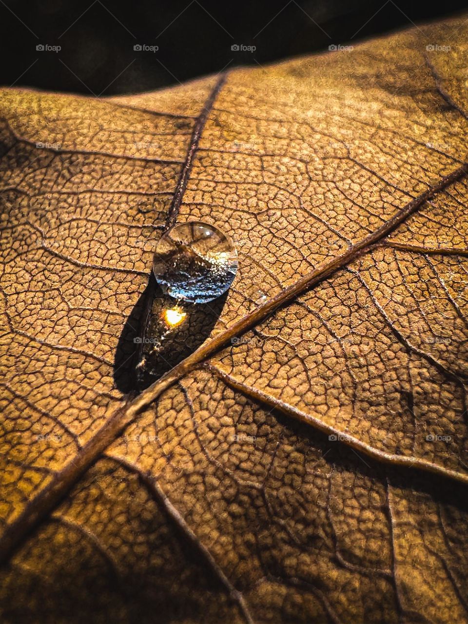 Dew on the leaves