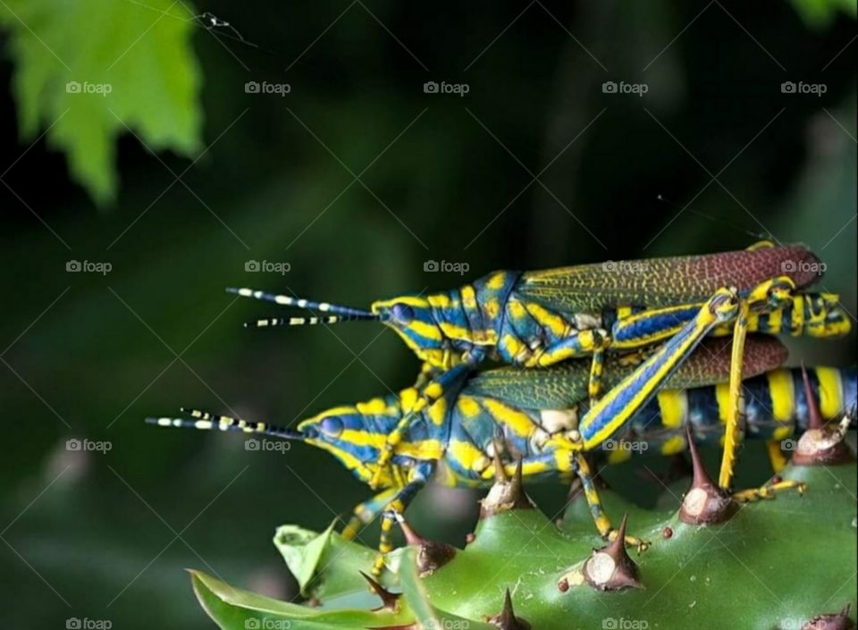 Couple of and  Colourful Grasshoppers