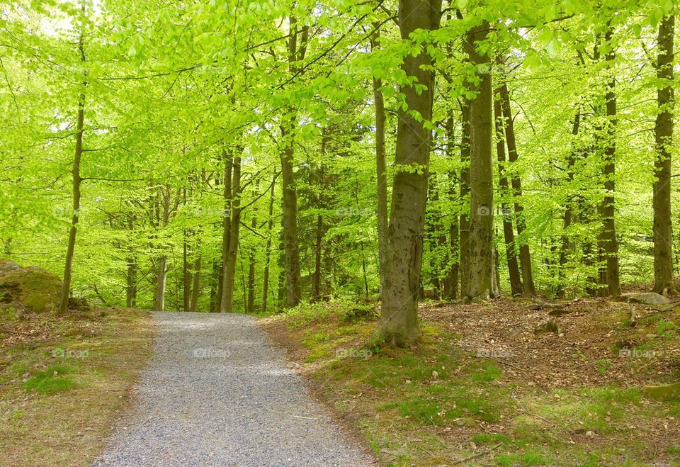 Beech forest in spring