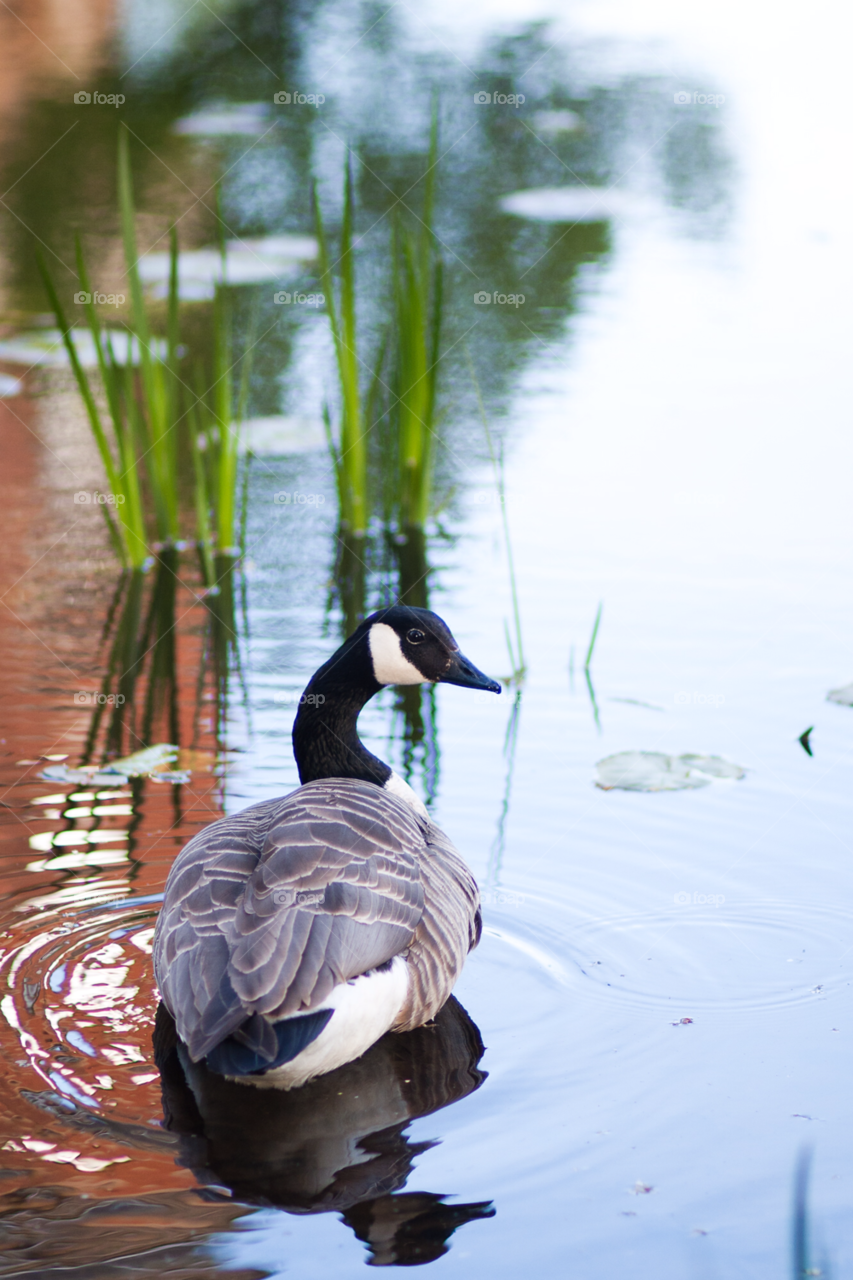 canada goose canadian canadien by comonline